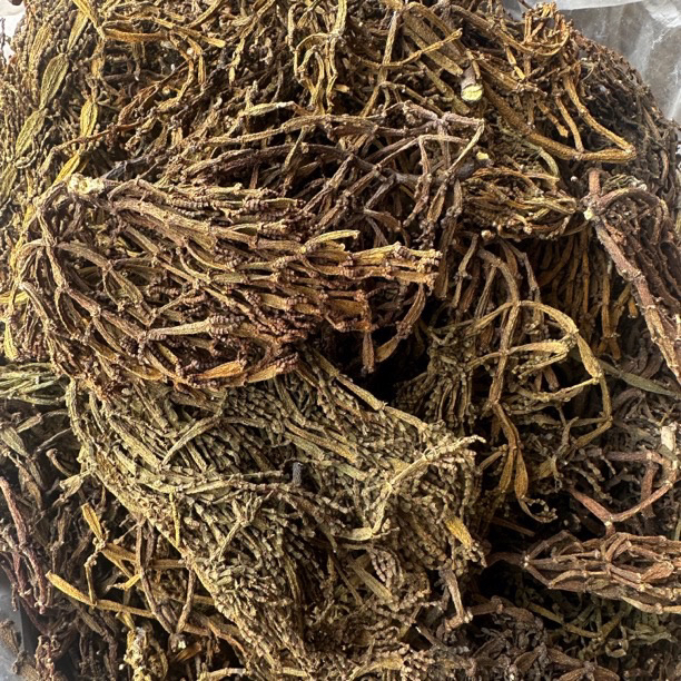 云南古茶树生长《景迈老货螃蟹脚》