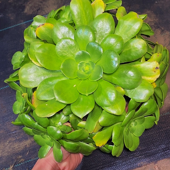 八尺镜多肉植物法师