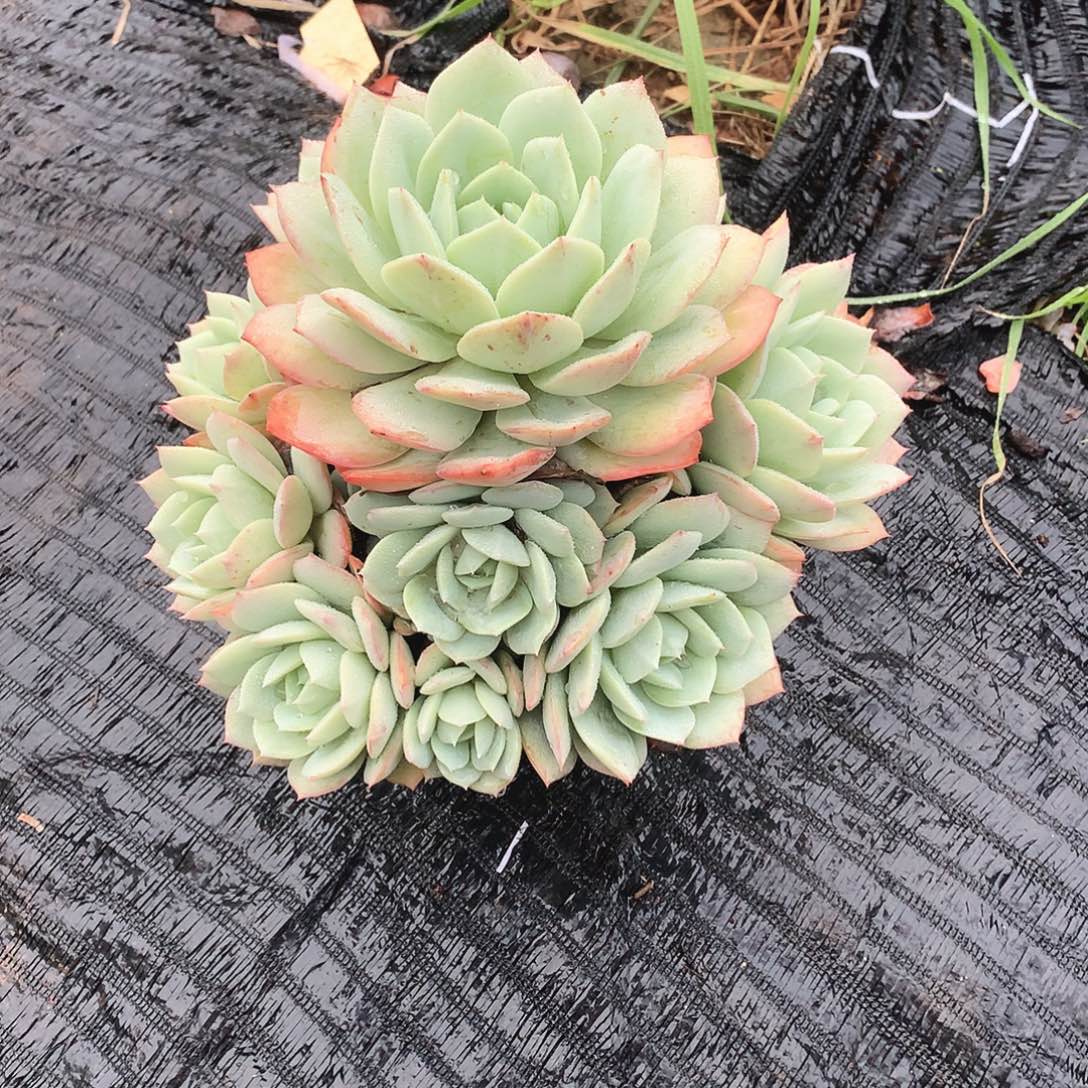 多肉植物多肉植物恋曲