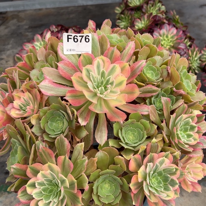 676光辉35厘米左右