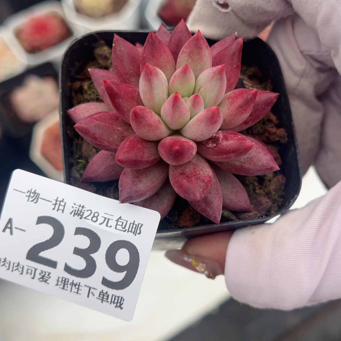 金鱼姬多肉多肉多肉多肉