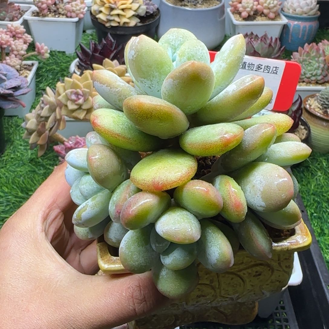 解忧植物多肉编号83