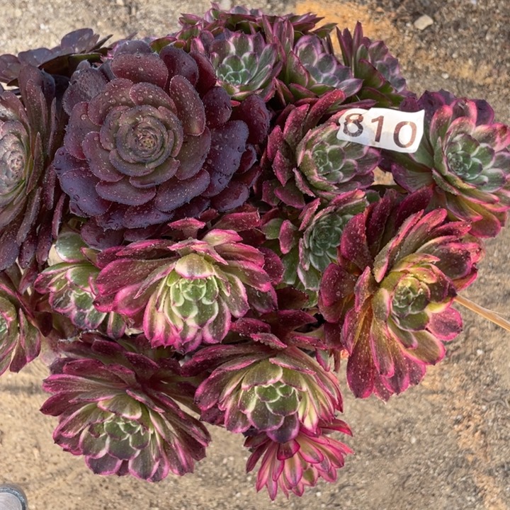 810多肉植物油彩画