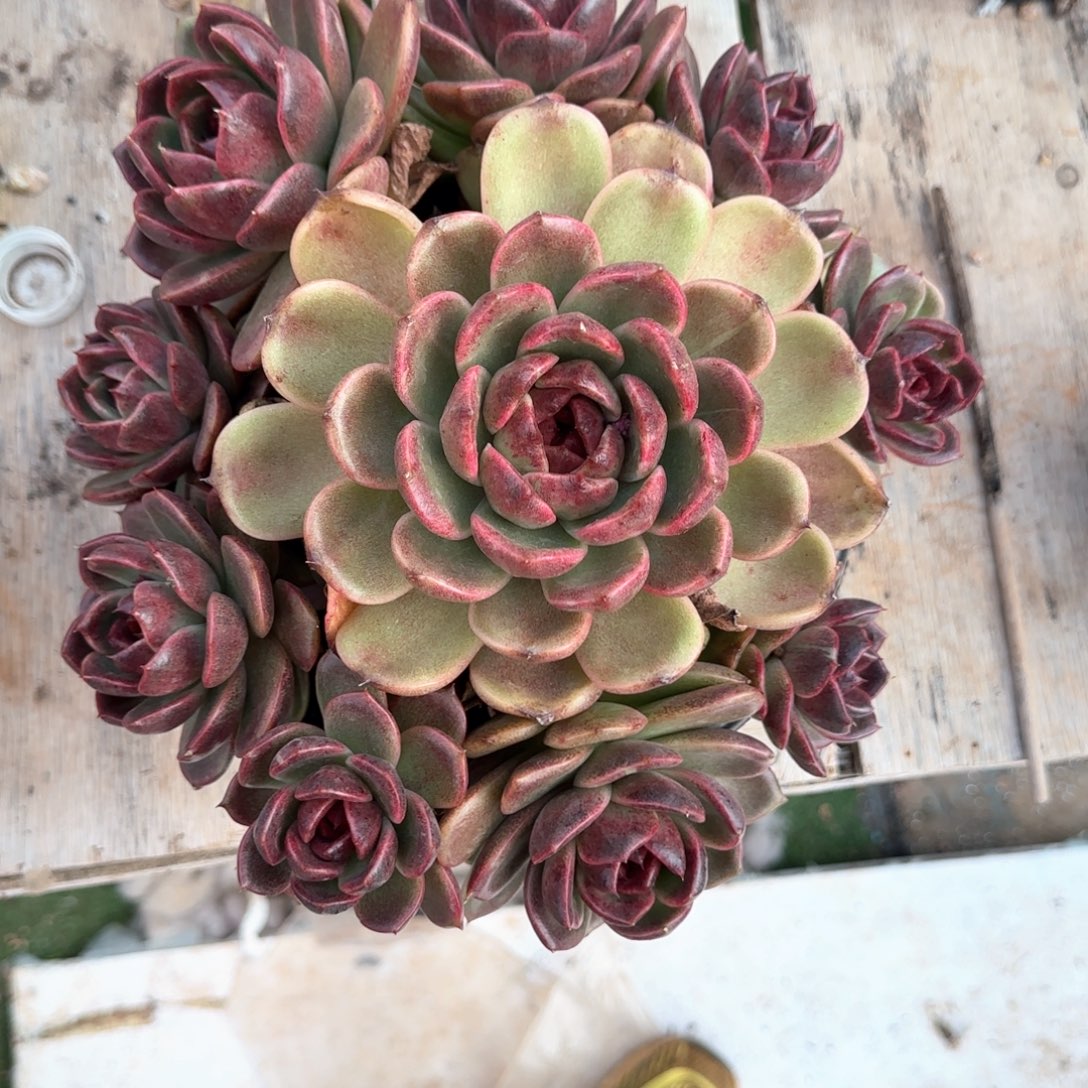 多肉植物多肉植物