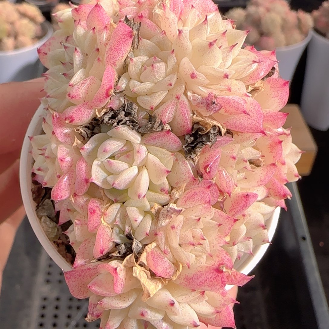 多肉1231-169小魔仙