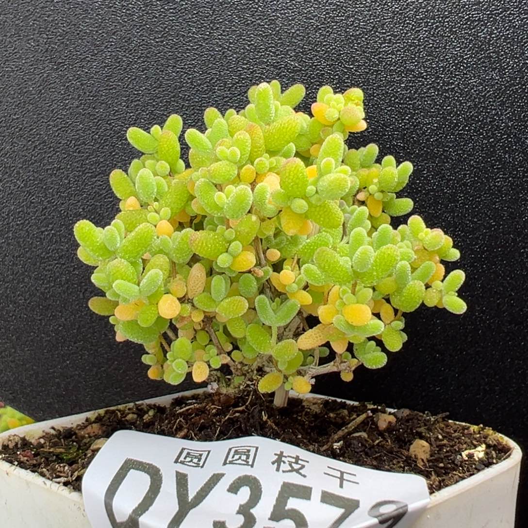 dy3579精控蜜橘糖球冠幅5cm