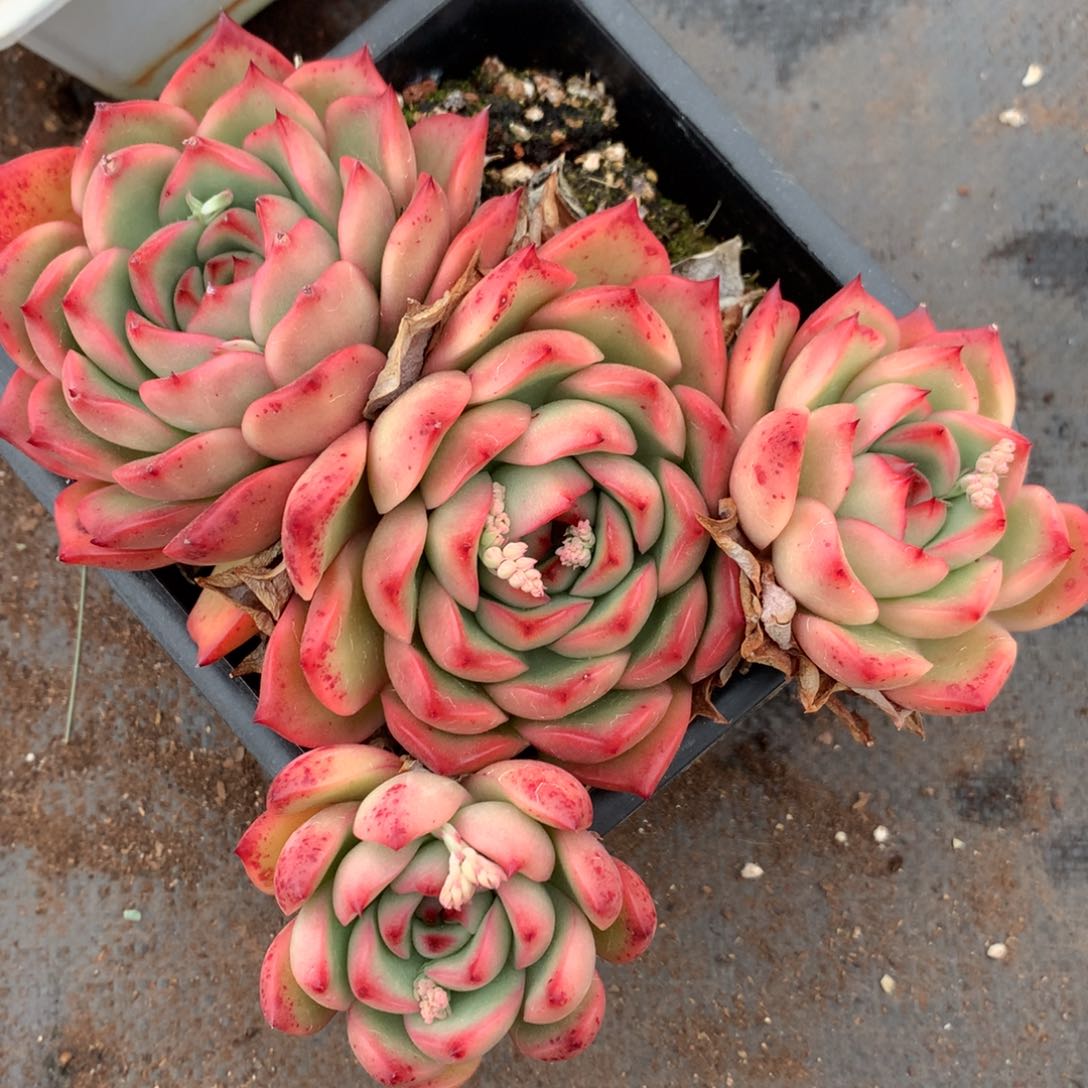 1061杂交精品基地16厘米