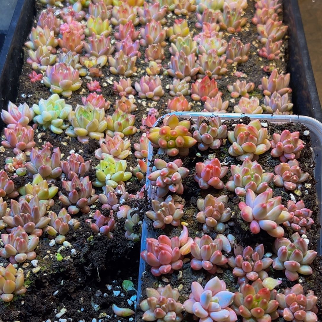 822多肉一盒量拍24颗