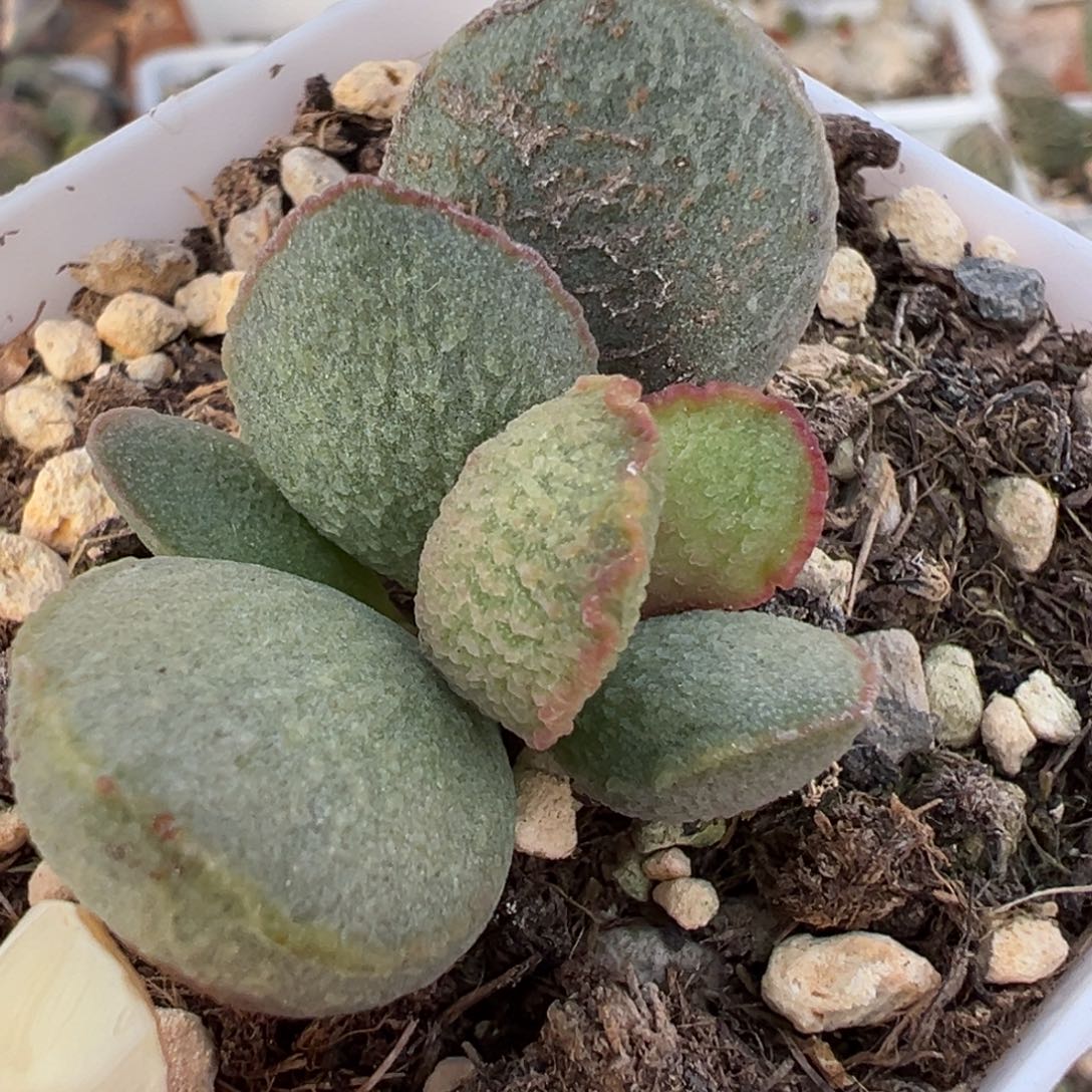 特价流萤磨砂蛋大苗母叶有点干皮