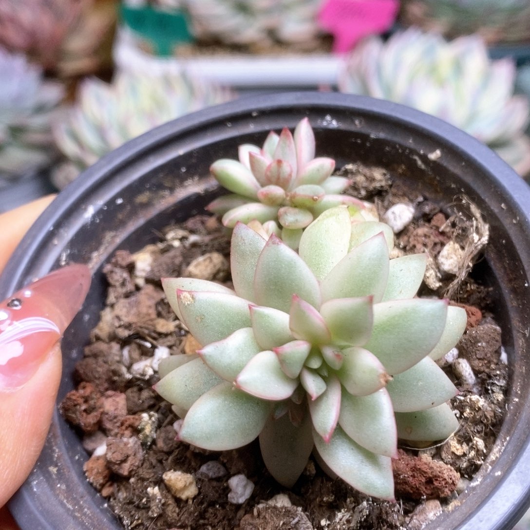 064黄金雨锦锦锦锦锦