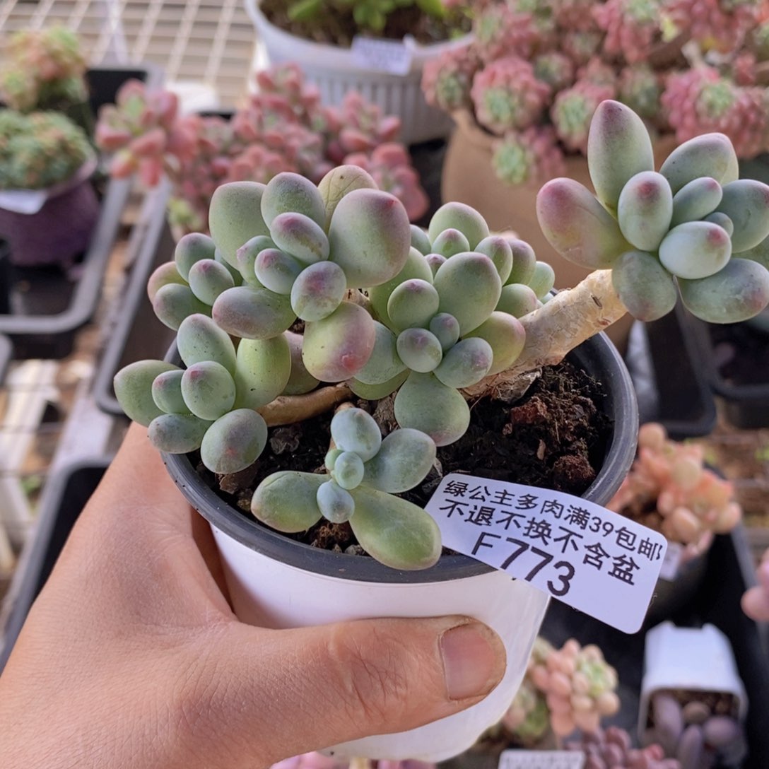 苹果奶老桩有砍9cm773多肉植物