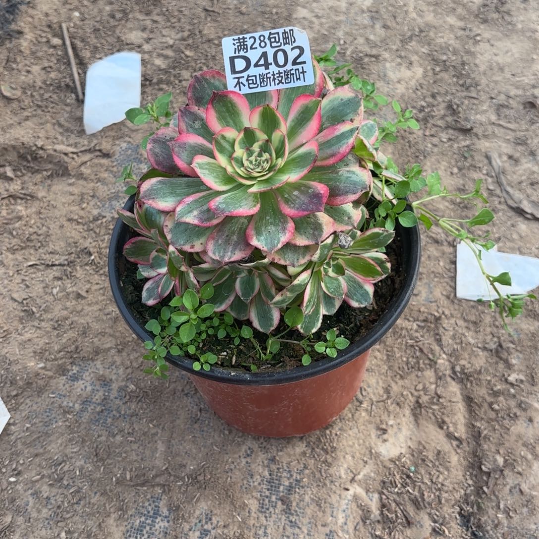 M.   402云和多肉1，cede