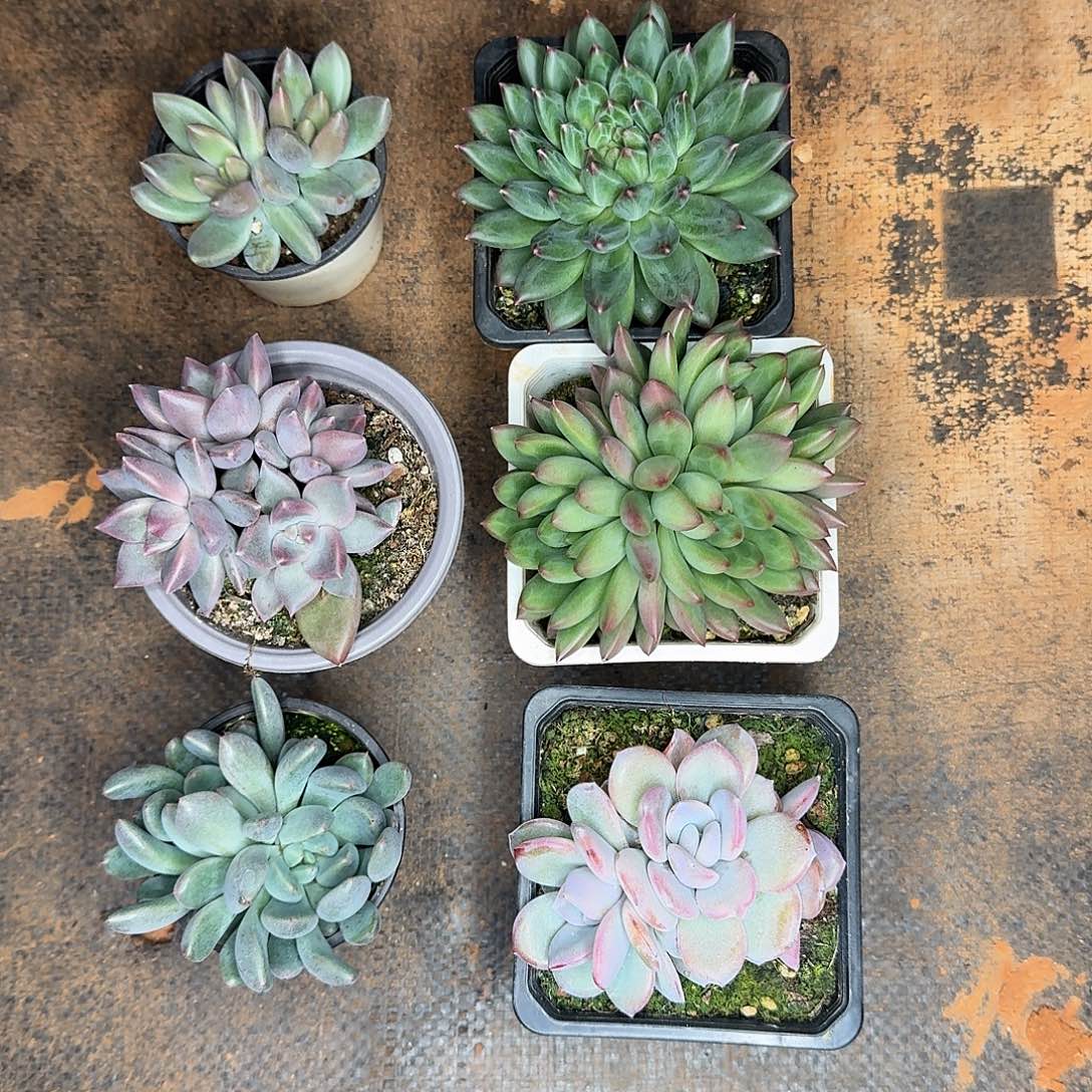 开播福利多肉组合炸