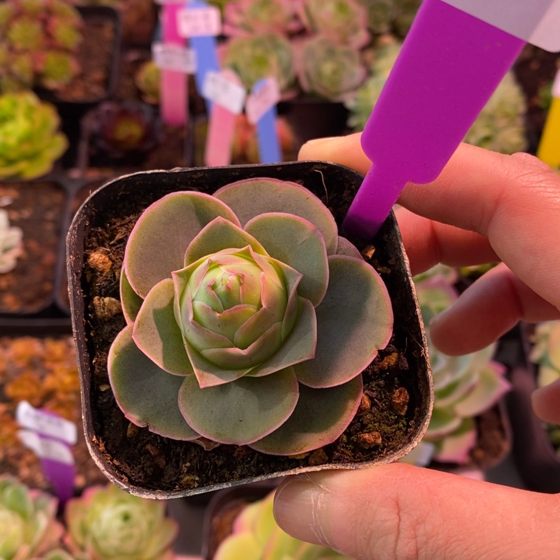 15号月暮—山地玫瑰