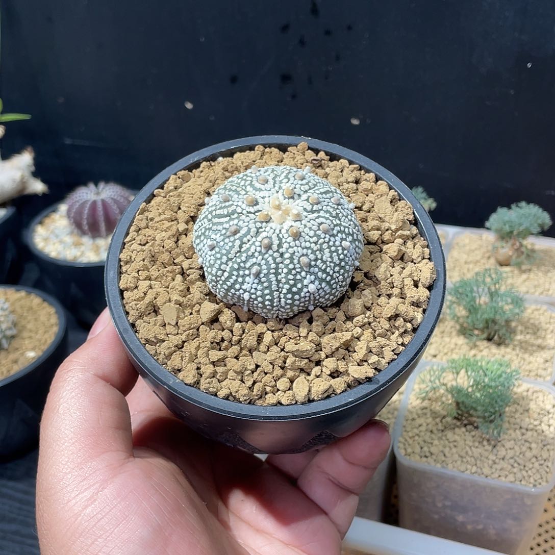 奇迹兜带盆包邮哦