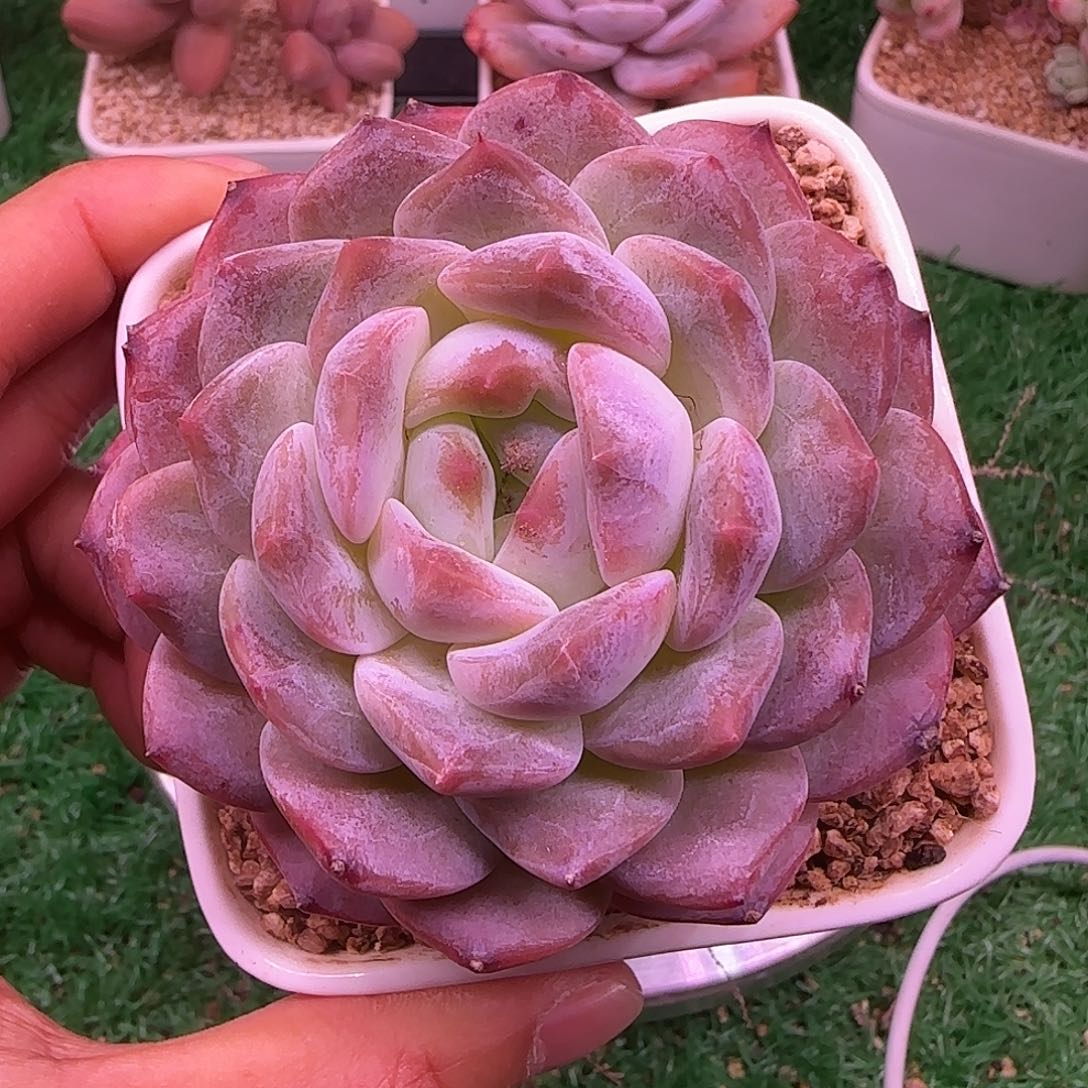 琥珀不带盆土发货