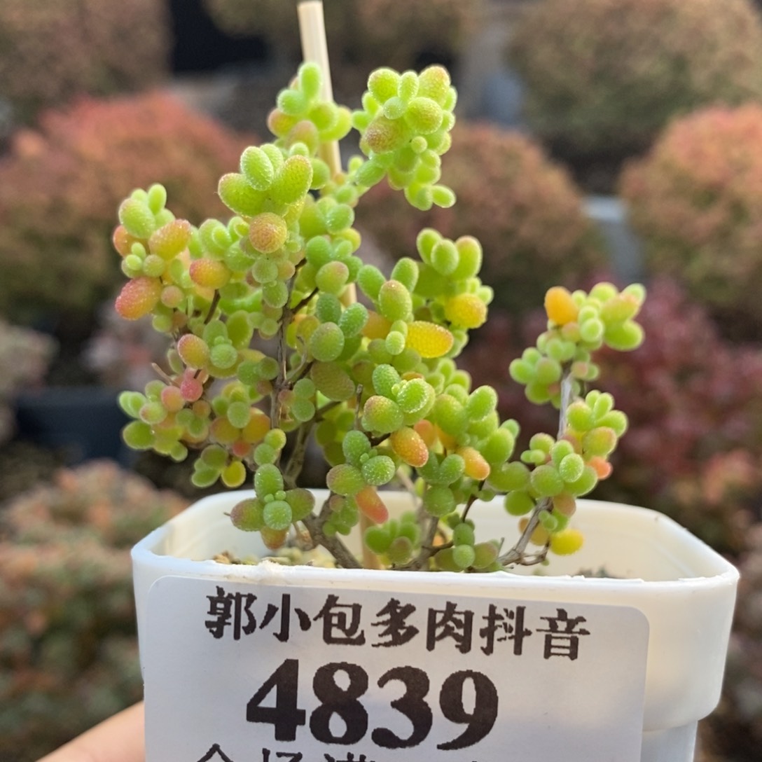 蜜橘糖球4839枝干番杏