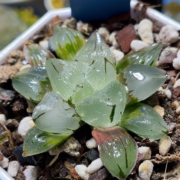 495冰玉鸾特选福利