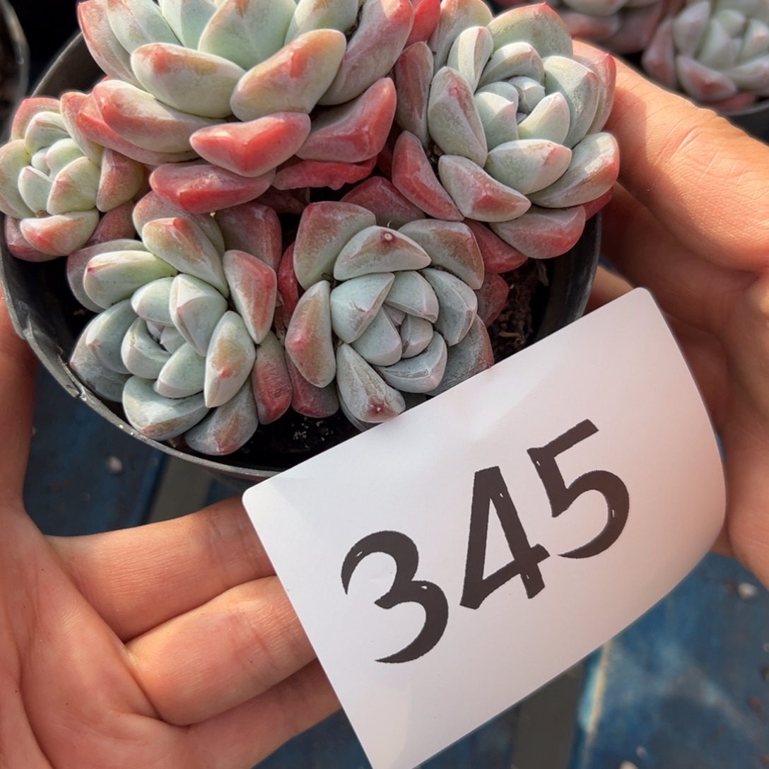 六***月345、个vvvvvvvv宝贝你健康