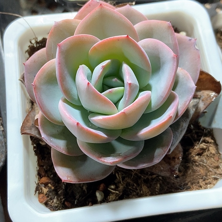 多肉植物布鲁兰6071