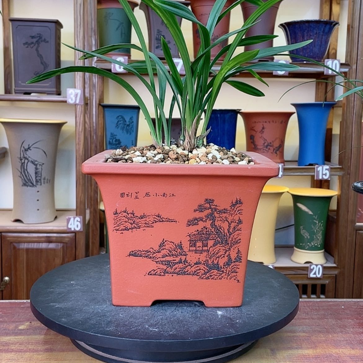 【闪购商品】紫砂花盆兰花82558558866982255