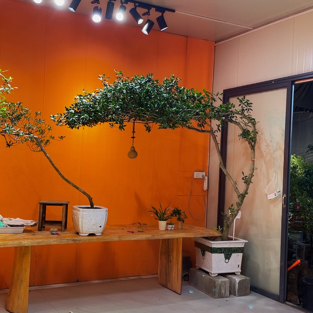 以实际为准海岛栀子花盆景