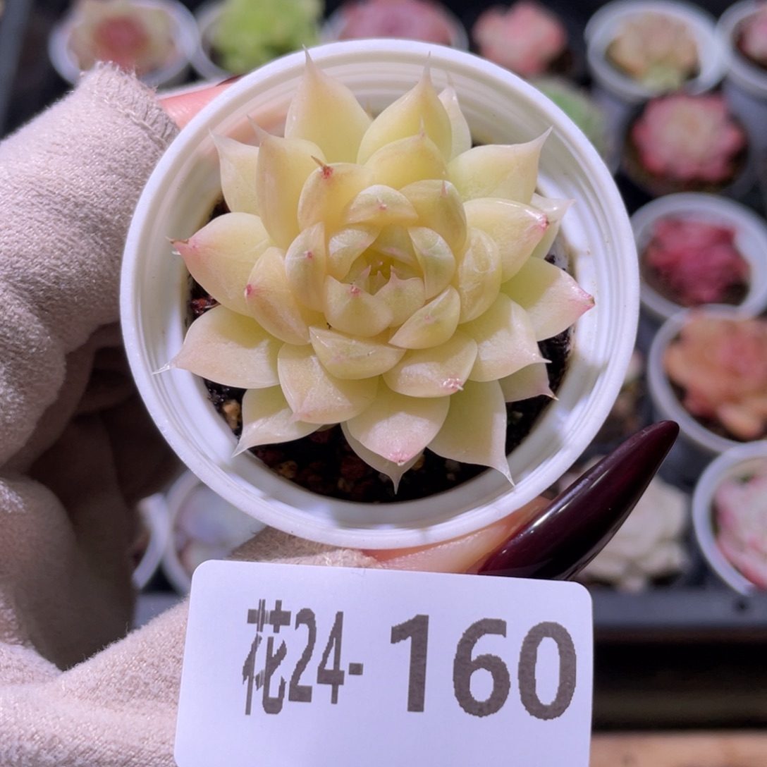 花利美24-160麦秆