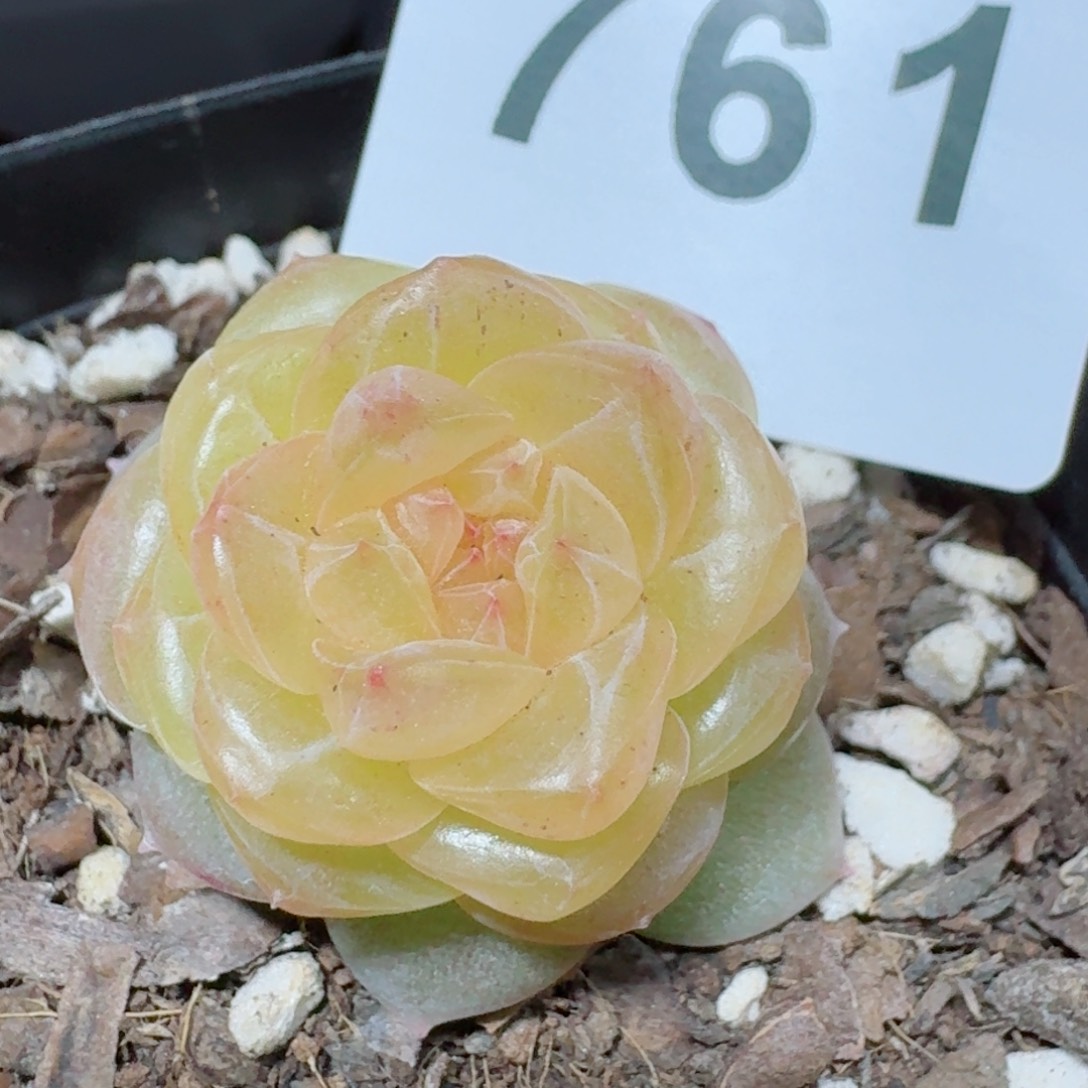 孤品         精品多肉