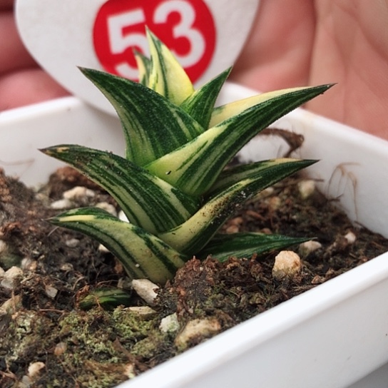 龙城锦带盆发货锦