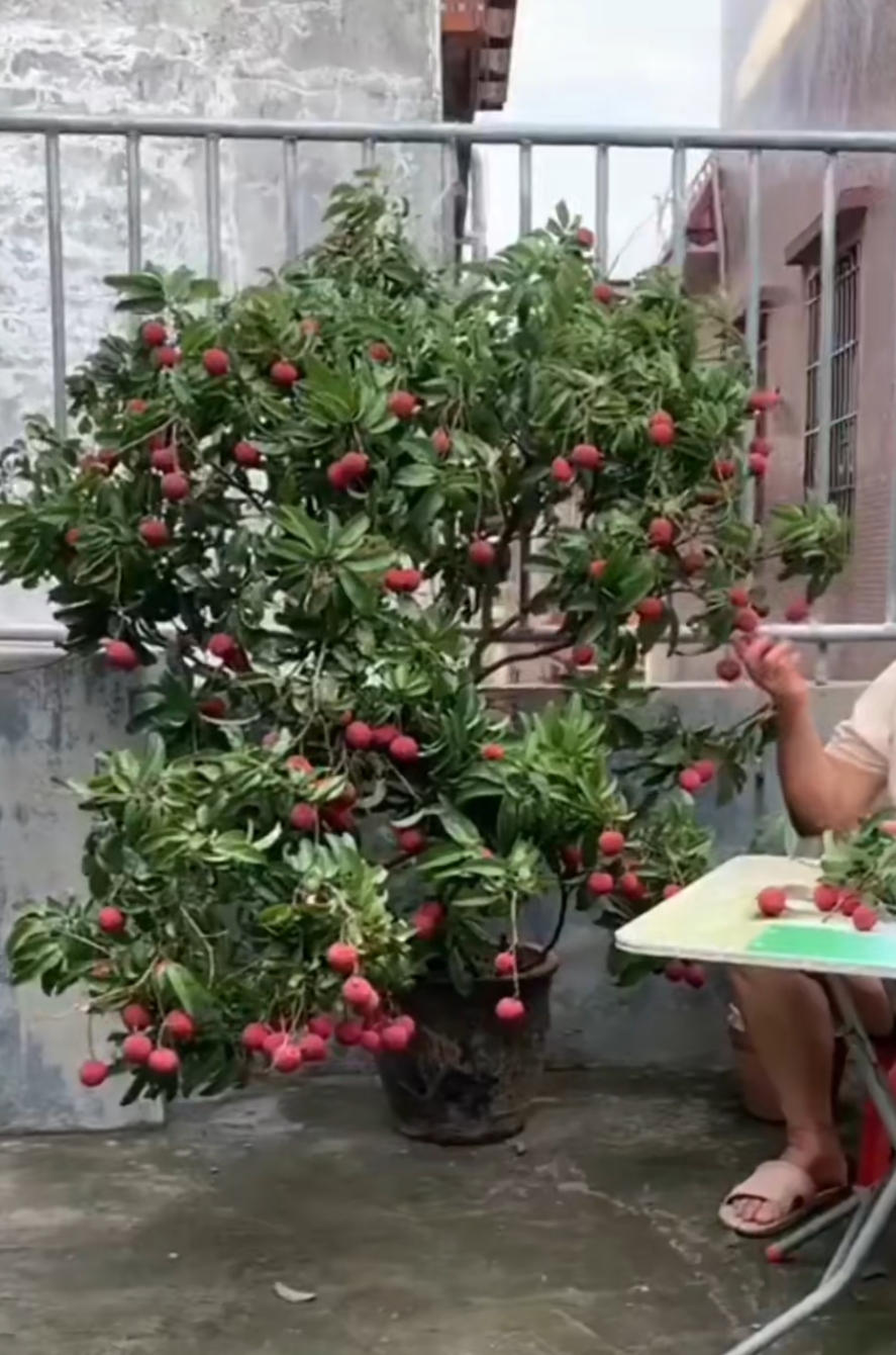 直播间绿植桂味 仙进逢 妃子笑 一物一拍 