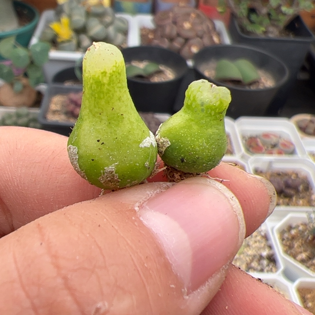 菟***菟0134号小葫芦 2颗 多肉植物