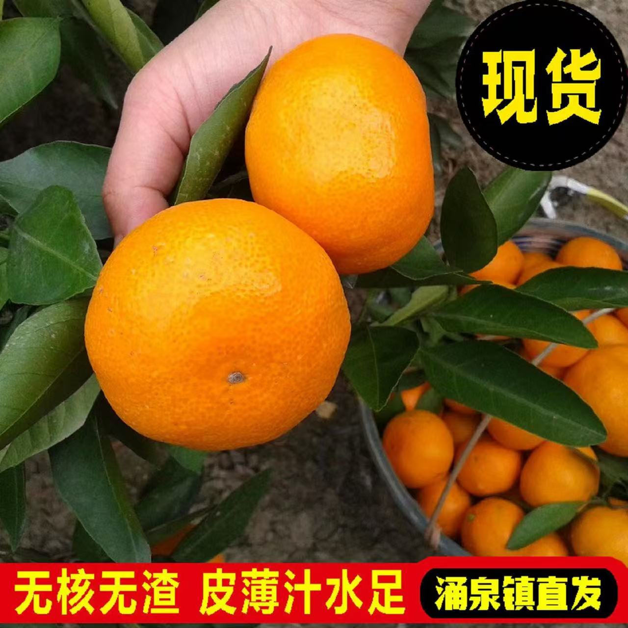 涌泉蜜桔正宗浙江临海涌泉蜜桔宫川新鲜水果橘子包邮现摘现发橘子S1浙江省