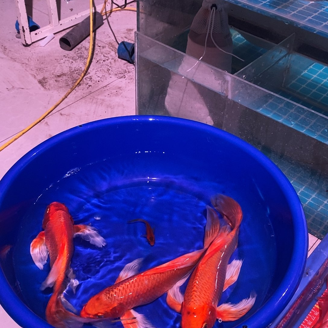 蝴蝶鲤鱼火凤凰蝴蝶鲤鱼