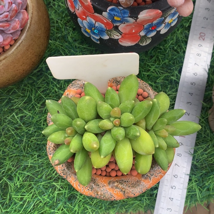 小***兔千代田多肉植物7727272