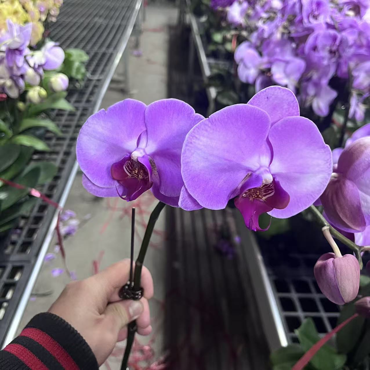 蝴蝶兰【粉钻石】单花剑 大花型 懒人花卉 耐养新手