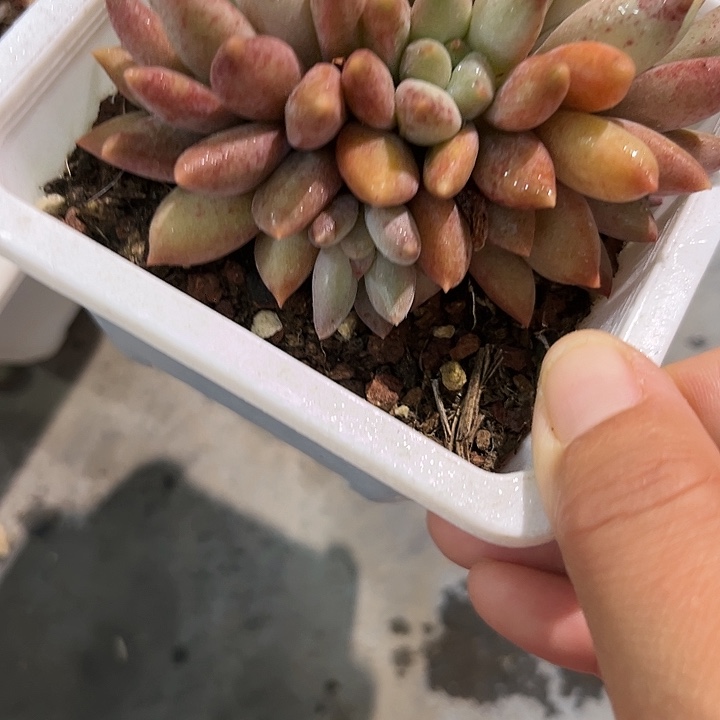 水晶球3578998@门口了