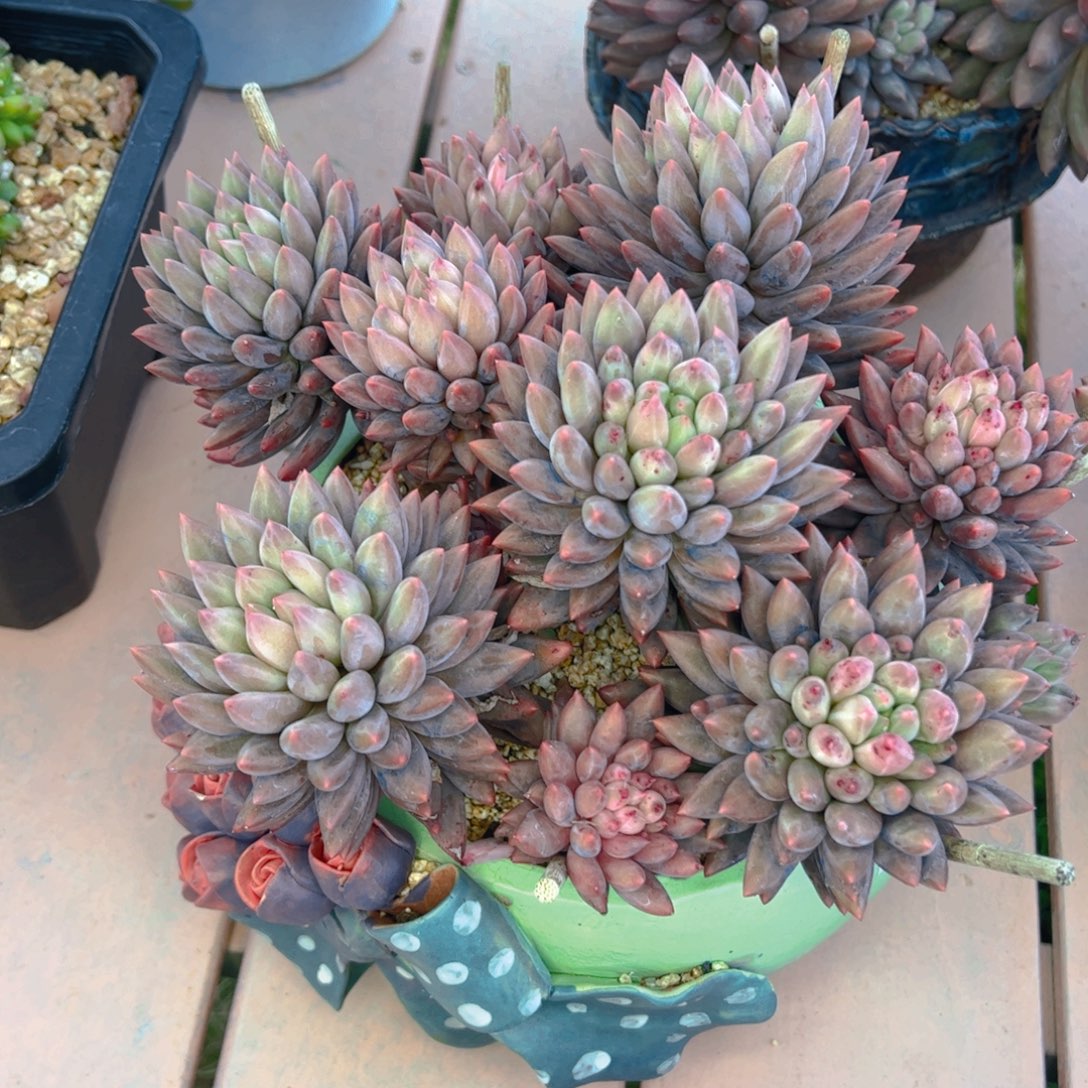 静***清多肉植物保护研究所所长