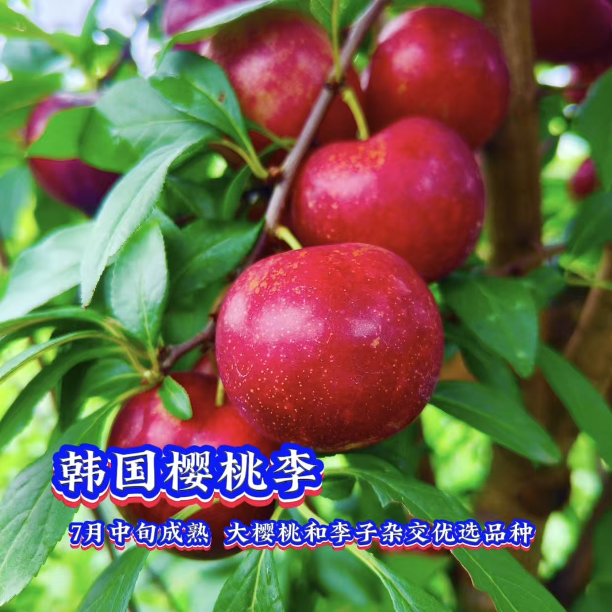 樱桃李树苗/红肉李果树苗/李子苗/果苗/李子树苗/韩国樱桃李