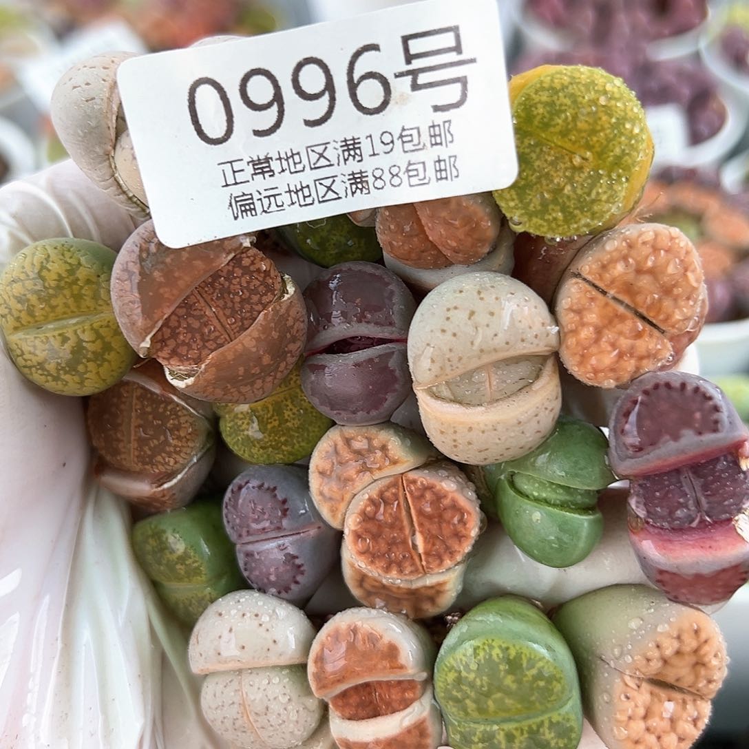 好养易活生石花大母本0996共20颗
