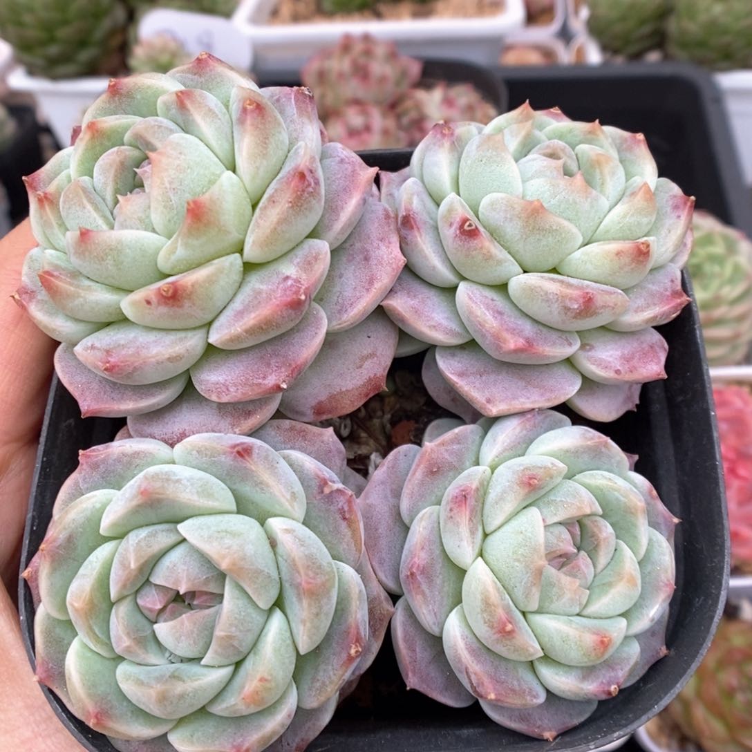 糖心珍妮群生564号