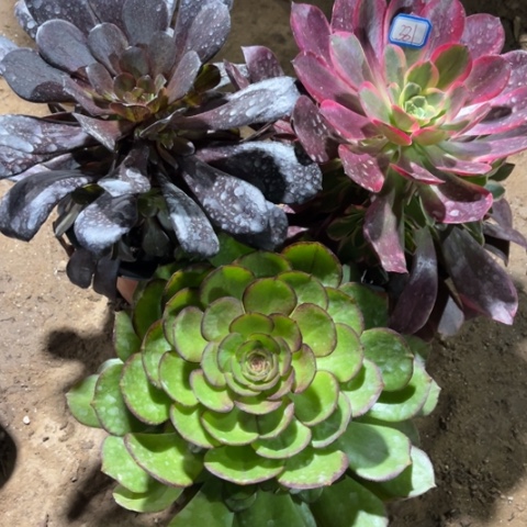 331多肉植物组合