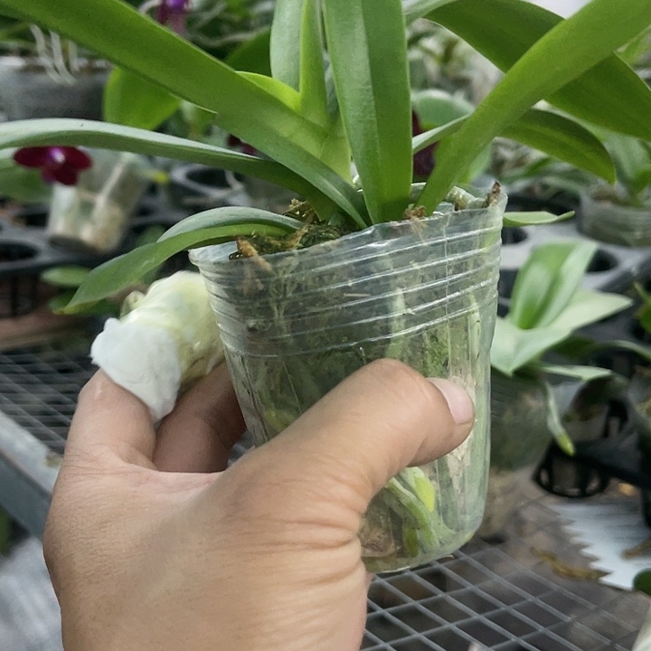 当前无花栽培后可以开花
