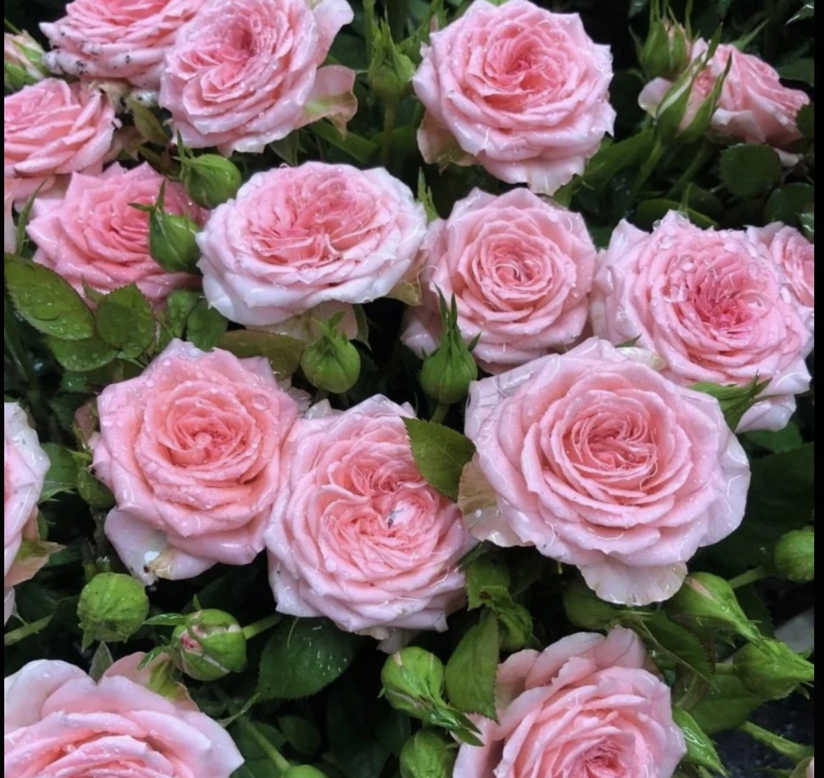 一加仑盆发货【粉珍珠】月季玫瑰直播云南精品盆栽花卉四季开花