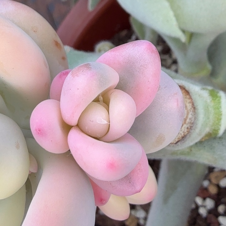 紫皮奶酪锦侧芽可以嫁接
