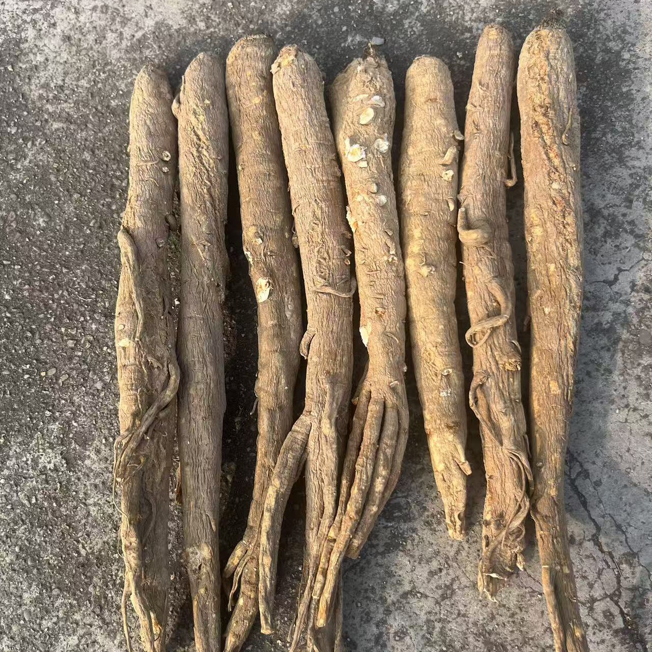 现收阿坝藏民土货当归 炖汤炖鸡煮水煮蛋炖猪蹄排骨