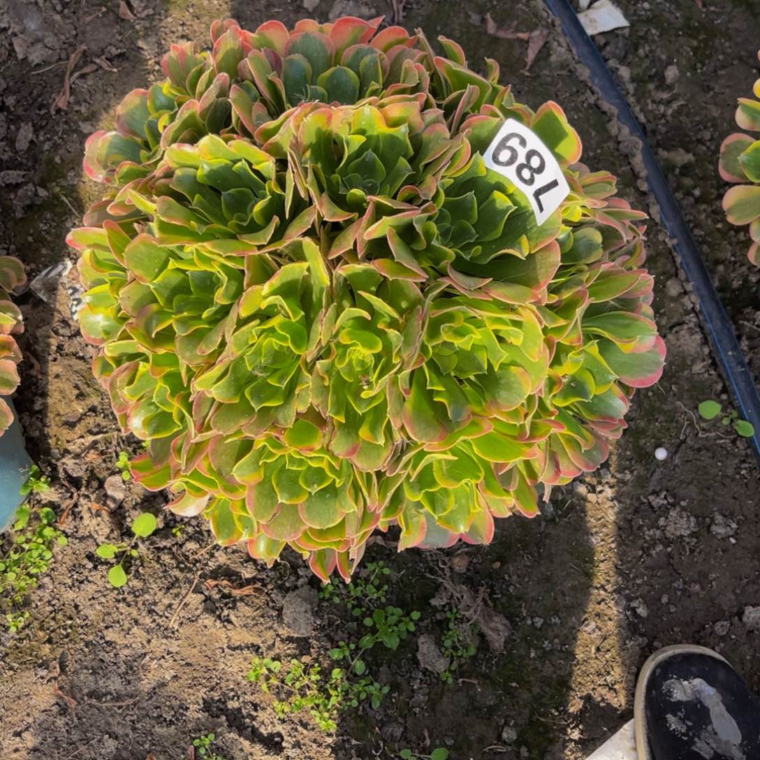 炫彩法师26/////43包邮