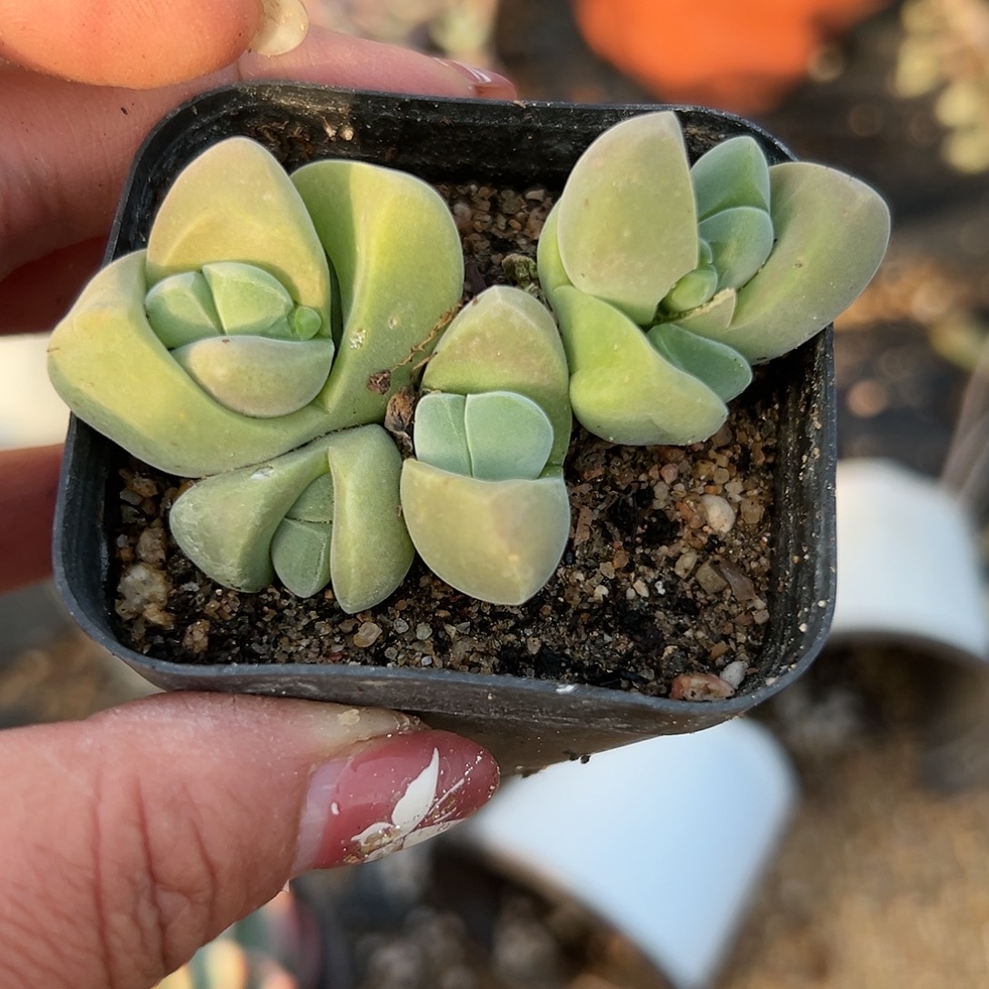 多肉植物无比玉开花