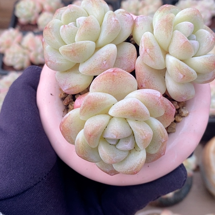 冰玉 h h j p 1122