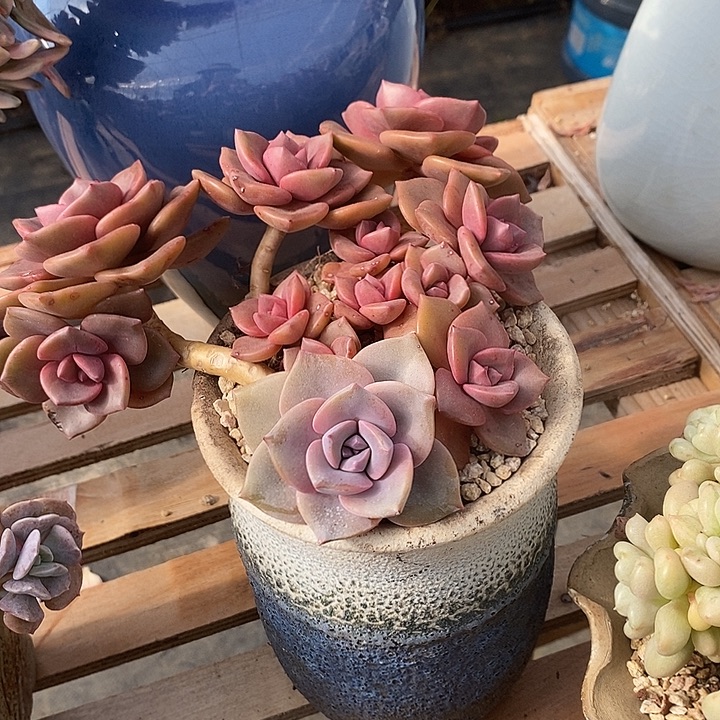 多肉植物肉肉植物