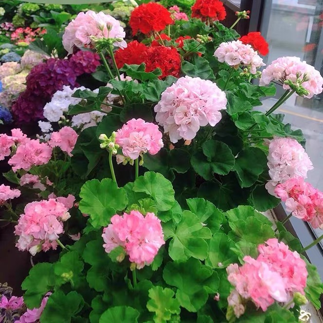 天竺葵盆栽花苗四季开花植物室内阳台驱蚊虫重瓣花卉盆栽带土发货